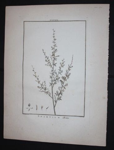 P.J. Redoute - Gravure originale tirée de *Stirpes