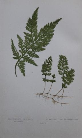 Edward Lowe - Gravure de fougère colorée à la main