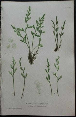 Thomas Moore - Fougères imprimées d'après nature p