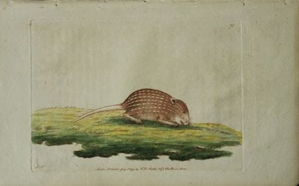 Shaw &amp; Nodder – Gestreifte Maus 1790.

Dieser 