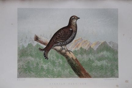 L. Lloyd – „Sterile Grey Hen“ von Korner, 1867.

D