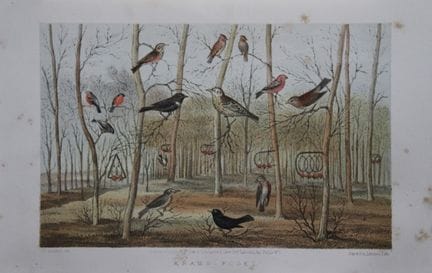 L. Lloyd – „Krams Fogel“ von Korner, 1867.

Diese 