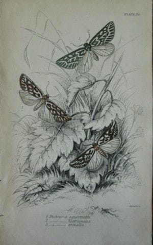 詹姆斯·邓肯——1835年手绘彩版《异域蛾类》版画。

这幅异国蛾类铜版画选自威廉·贾丁爵士所著《自