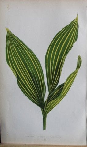 Edward Lowe - Beautiful Leaved Plants 1861.

This 
