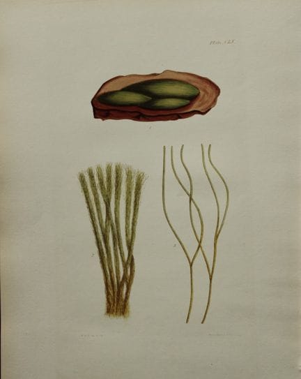 威廉-哈维 - 1846 年《海草》手绘石版画。

这幅石版画出自 Phycologia Brita