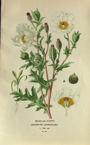 Edward Step - Chromolithographie de fleurs, 1896.
