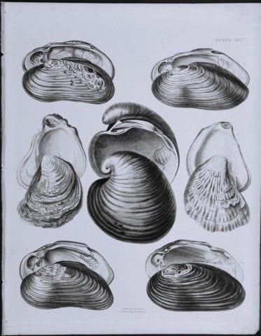Kapitän Thomas Brown – Stich mit Muschelmotiven, 1