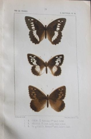 约瑟夫·德拉海——1851年《法国蝴蝶》彩色石版画。

这幅彩色石版画选自约瑟夫·德拉海所著的《法国