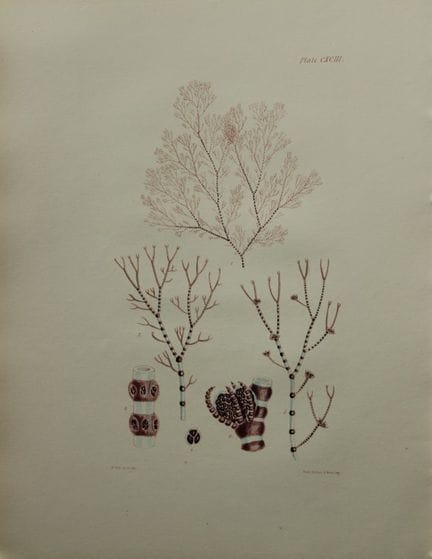 William Harvey - Lithographie coloriée à la main d
