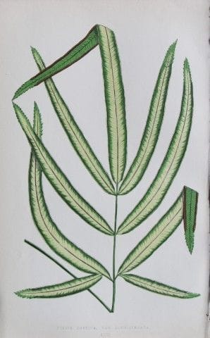Edward Lowe – „Beautiful Leaved Plants“ 1861.

Die