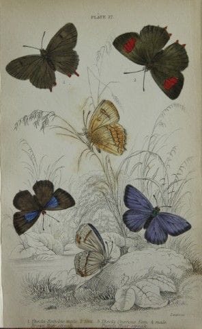 詹姆斯·邓肯——1835年英国蝴蝶手绘彩版画。

这幅英国蝴蝶版画选自威廉·贾丁爵士所著《自然学家图