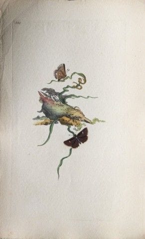 Edward Donovan - Gravure sur cuivre représentant d
