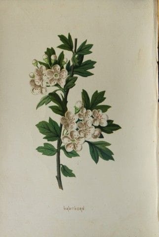 Shirley Hibberd – Weißdorn 1877.

Dieser chromolit