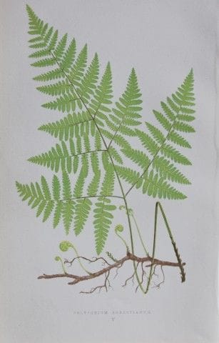 Edward Lowe - Gravure de fougère colorée à la main