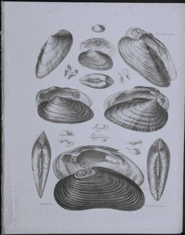 Kapitän Thomas Brown – Stich mit Muschelmotiven, 1