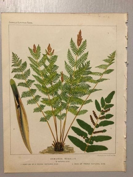 James Britten - Chromolithographie de fougères eur