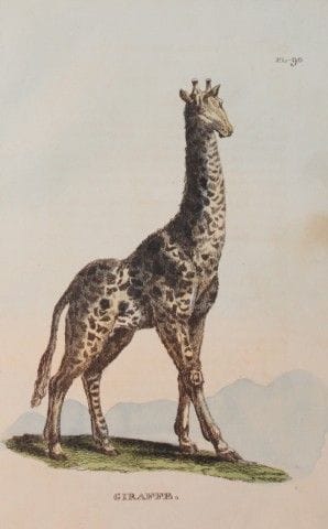 Brightly – Kupferstich einer Giraffe, 1811.

Diese