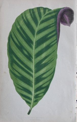 Edward Lowe - Beautiful Leaved Plants 1861.

This 