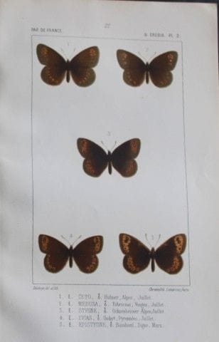 约瑟夫·德拉海——1851年《法国蝴蝶》彩色石版画。

这幅彩色石版画选自约瑟夫·德拉海所著的《法国