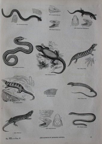 Gravure représentant des serpents et des lézards, 