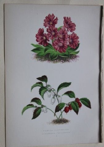 Stiche von Alpenpflanzen von A. F. Lydon und B. Fa