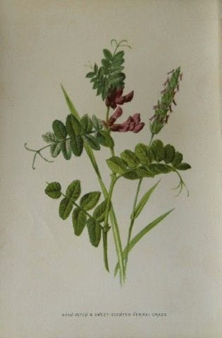 Shirley Hibberd – Buschwicke und Frühlingsgras, 18