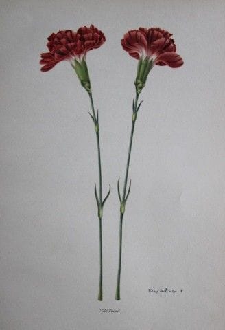Rory McEwen – Lithografie „Old Flame Carnation“ vo