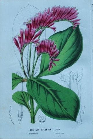 Lemaire &amp; van Houtte - Gravure originale tirée