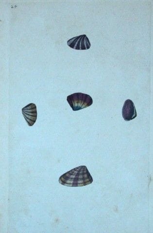Edward Donovan – Handkolorierter Stich von Muschel