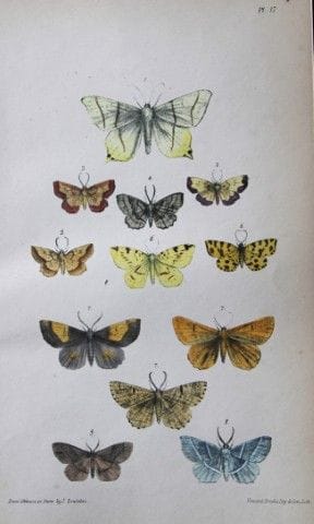 Révérend F.O. Morris - Gravure représentant des pa