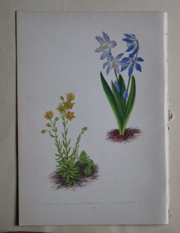 Stiche von Alpenpflanzen von A. F. Lydon und B. Fa