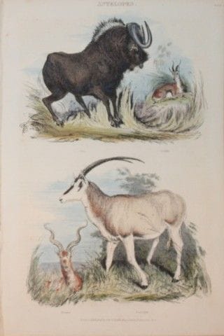 Charles Partington - Hand coloured engraving of An