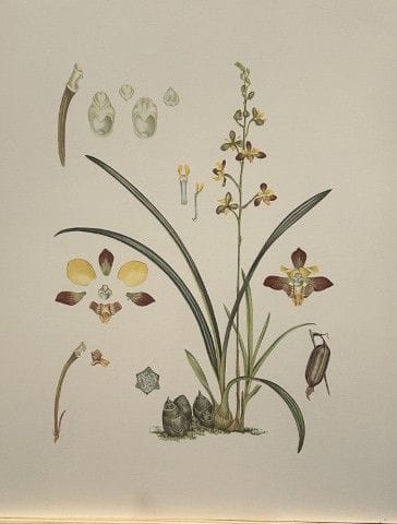 Mary Grierson - Magnifique lithographie d'orchidée