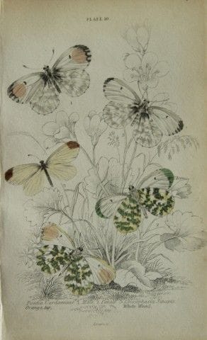 詹姆斯·邓肯——1835年英国蝴蝶手绘彩版画。

这幅英国蝴蝶版画选自威廉·贾丁爵士所著《自然学家图