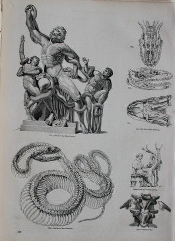 Gravure représentant des serpents, publiée par Cha