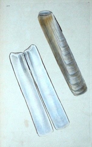 Edward Donovan – Handkolorierter Stich von Muschel