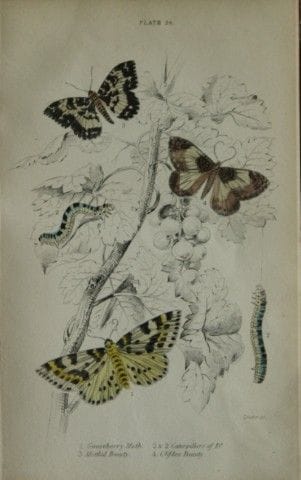 James Duncan - Gravure coloriée à la main représen