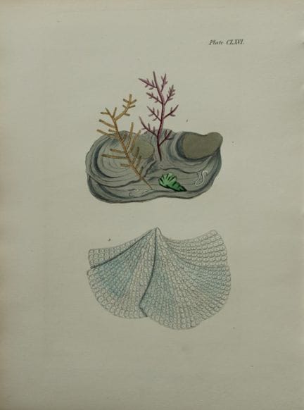 威廉-哈维 - 1846 年《海草》手绘石版画。

这幅石版画出自 Phycologia Brita