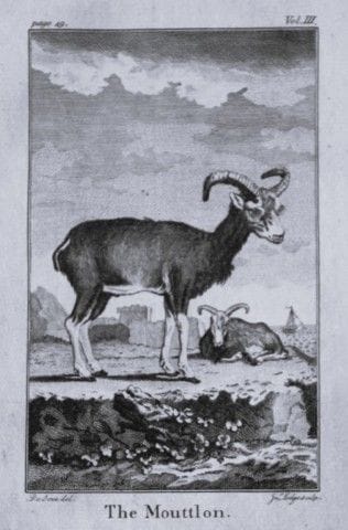 Buffon – Das Mouttlon, gezeichnet von De Seve, 181