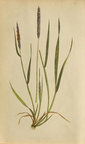 Edward Lowe – „A Natural History of British Grasse