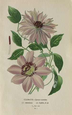 Edward Step - Chromolithographie de fleurs, 1896.
