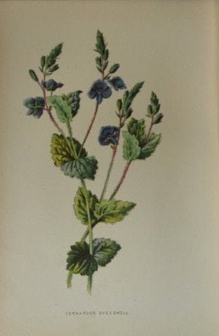 Shirley Hibberd – Germander-Ehrenpreis 1877.

Dies