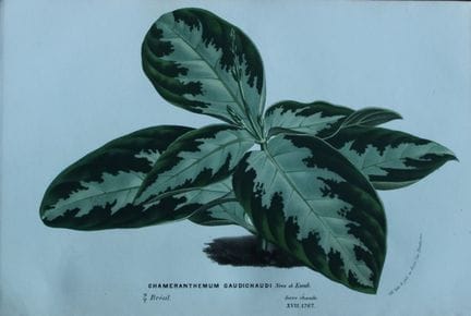 Lemaire &amp; van Houtte - Gravure originale tirée