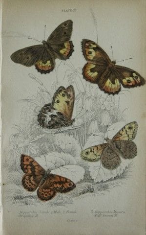 詹姆斯·邓肯——1835年英国蝴蝶手绘彩版画。

这幅英国蝴蝶版画选自威廉·贾丁爵士所著《自然学家图
