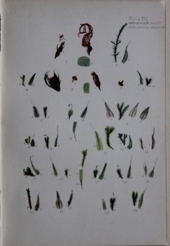 F.E. Tripp - Gravure coloriée à la main représenta