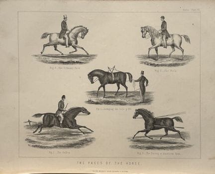 Benjamin Herring - Lithograph of the Paces of the 