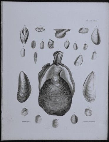 托马斯·布朗上尉——1844年贝壳版画。

这幅版画出自托马斯·布朗上尉所著的《大不列颠及爱尔兰近代