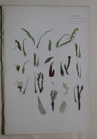 F.E. Tripp - Gravure coloriée à la main représenta