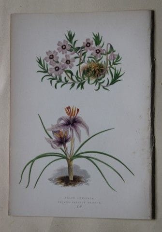 Stiche von Alpenpflanzen von A. F. Lydon und B. Fa