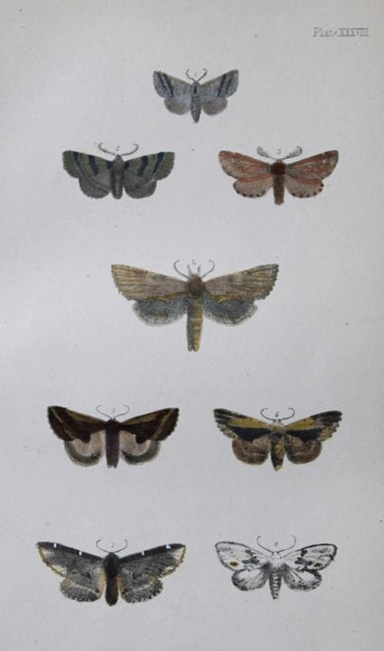 Révérend F.O. Morris - Gravure représentant des pa